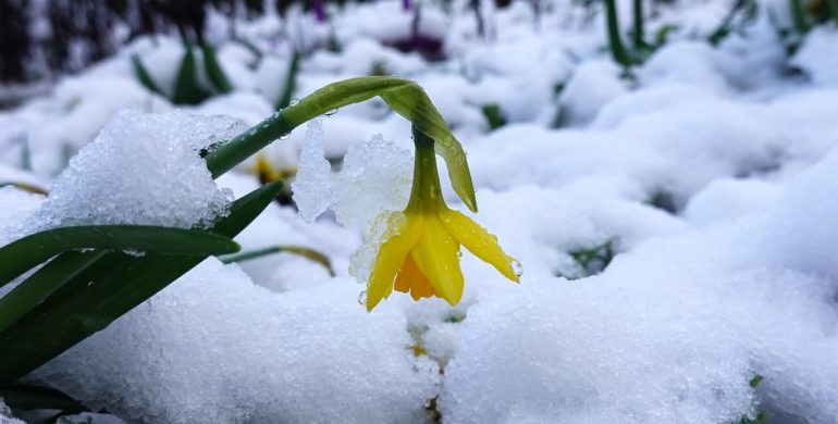 В нескольких городах Украины выпал снег - фото, видео