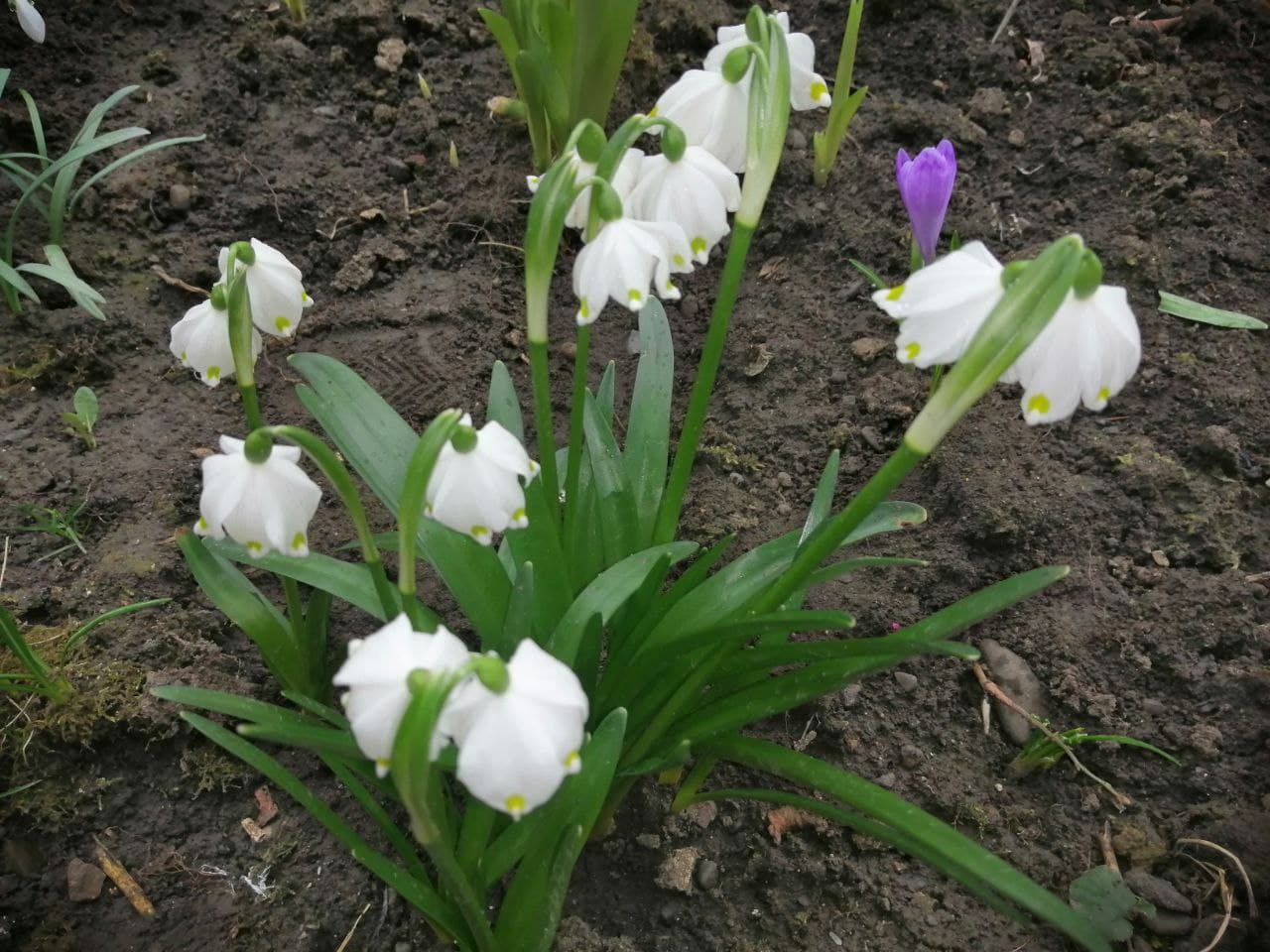 Сухо и умеренно тепло будет в Украине 22 марта