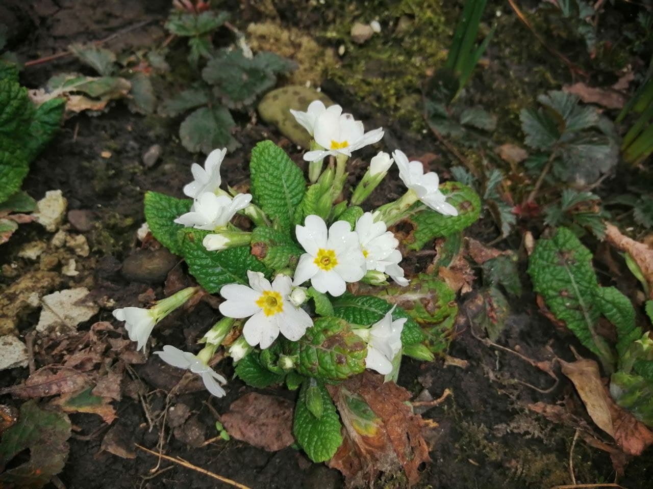 Дощі та сніг потрохи відступають: прогноз погоди на 21 березня
