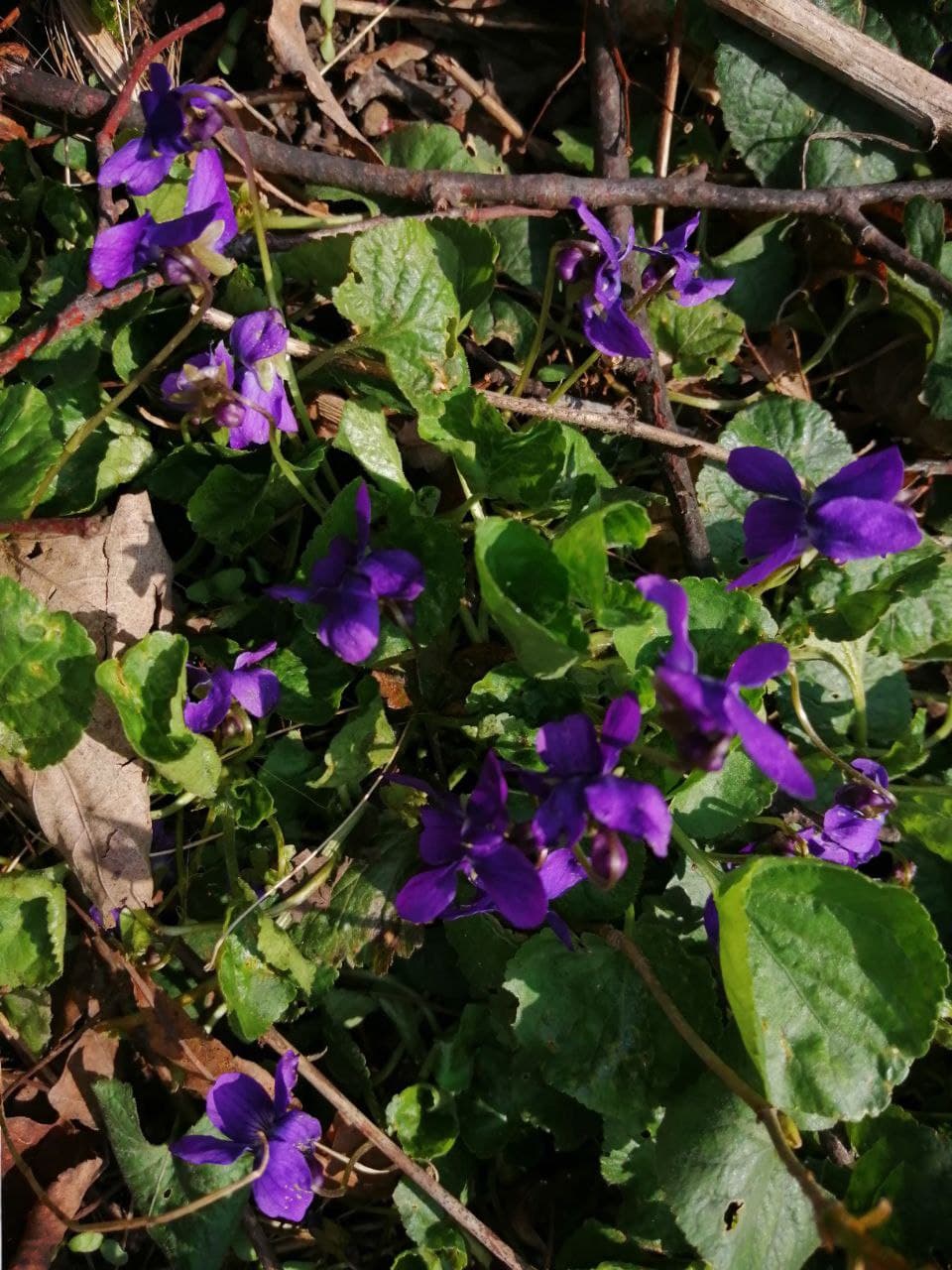 Тепло і похмуро буде в Україні 5 травня