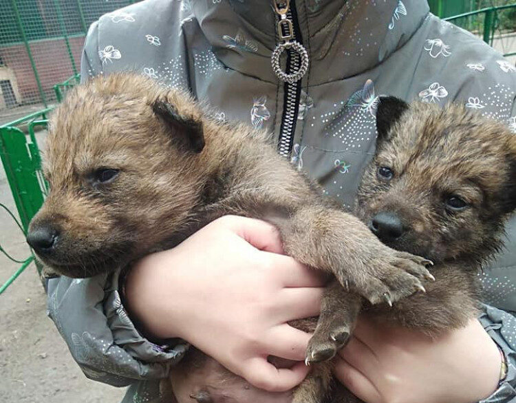 Не молодая волчица бросила пятерых детенышей: в одесском зоопарке пополнение