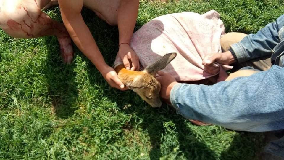 На Сумщині поліціянти врятували оленя, яке збила автівка (відео)