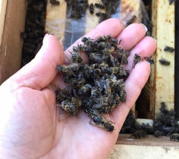 На Закарпатье "воскресли" пчелы, которые погибли из-за Укрпочты