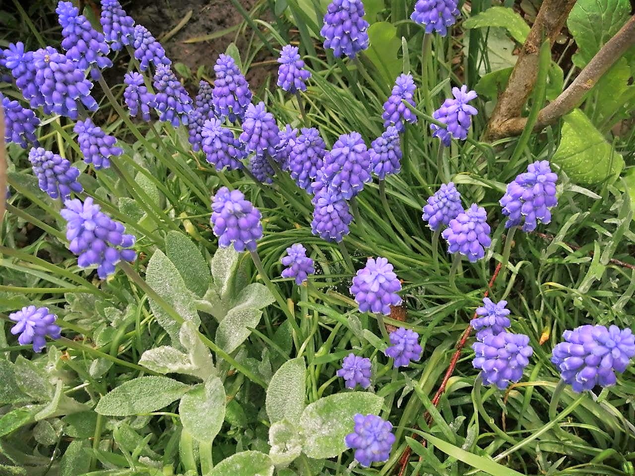 Синоптики прогнозують похолодання наприкінці травня