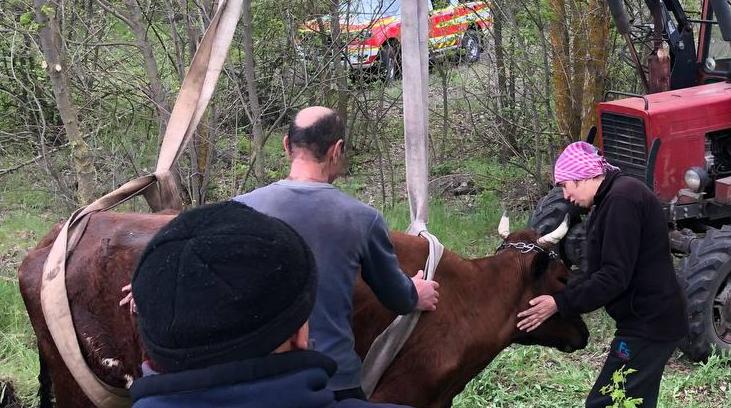Корову з каналізаційної ями довелося діставати рятувальникам - фото