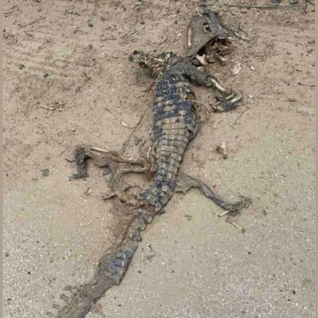 На пляжі під Маріуполем знайшли труп крокодила