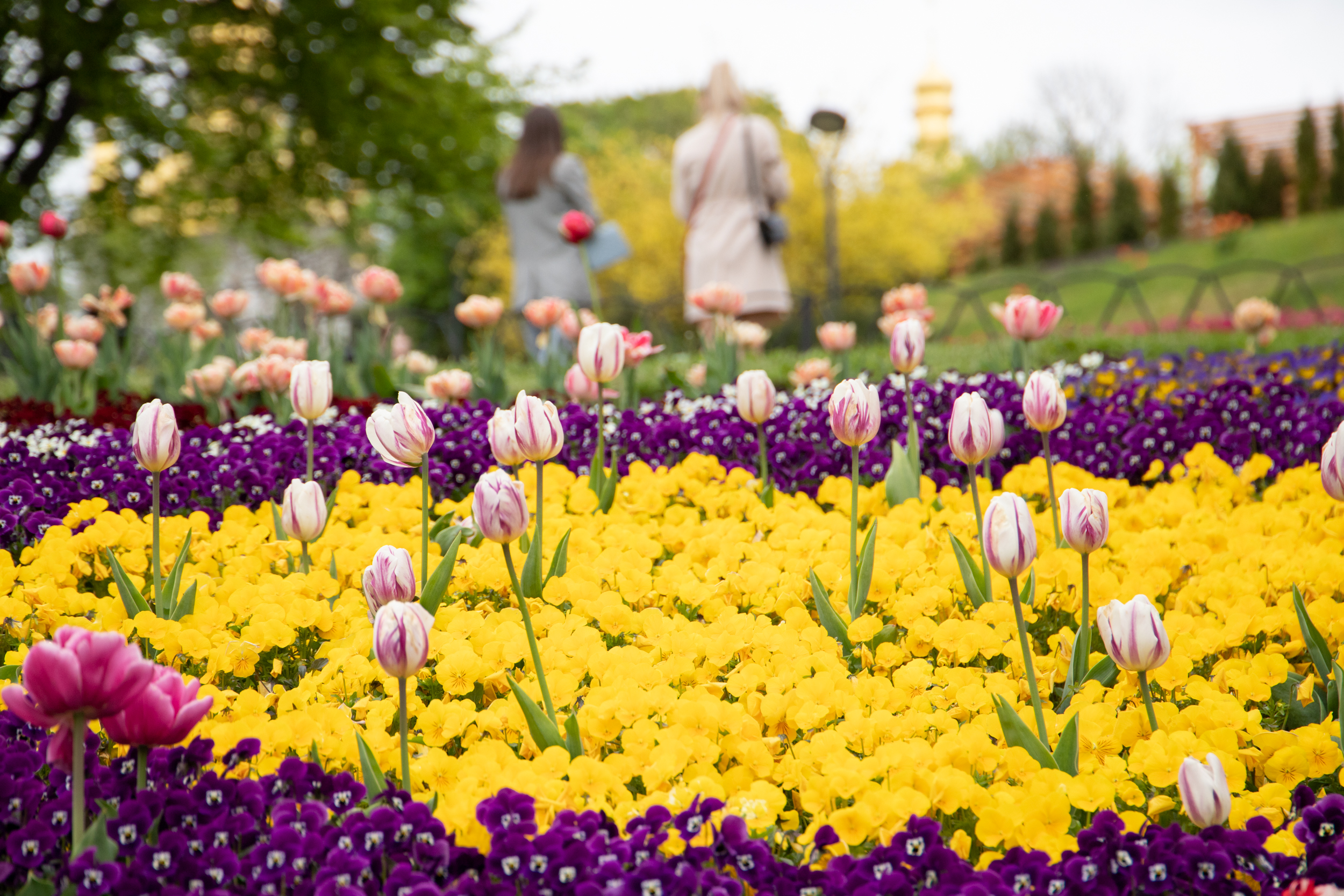 Виставка тюльпанів у Києві: висадили понад 700 тисяч квітів
