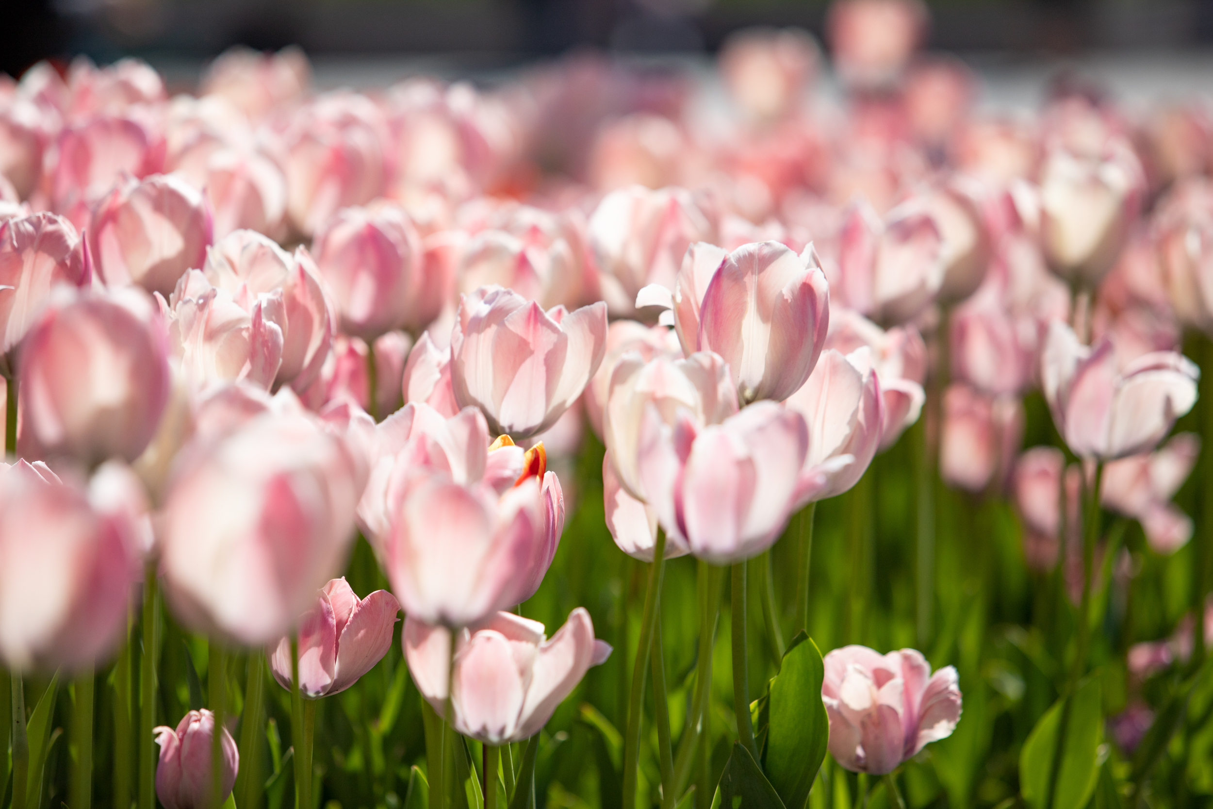 Привітання у прозі з 8 березня: найкращі слова для рідних і колег