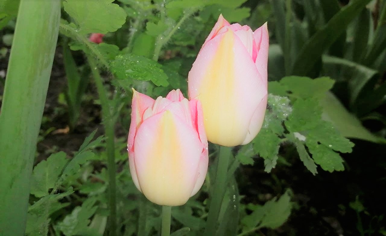 Синоптик прогнозує українцям дощову п`ятницю і холодну суботу