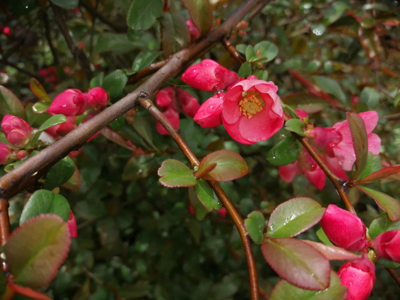 Середа в Україні буде однією з найтепліших у Європі - Діденко