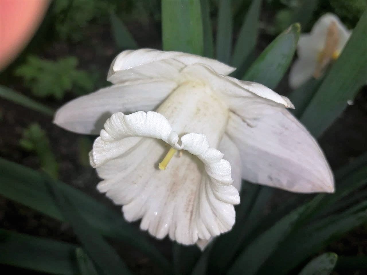 На Закарпатті розквітла долина нарцисів, а на Миколаївщині – долина диких орхідей