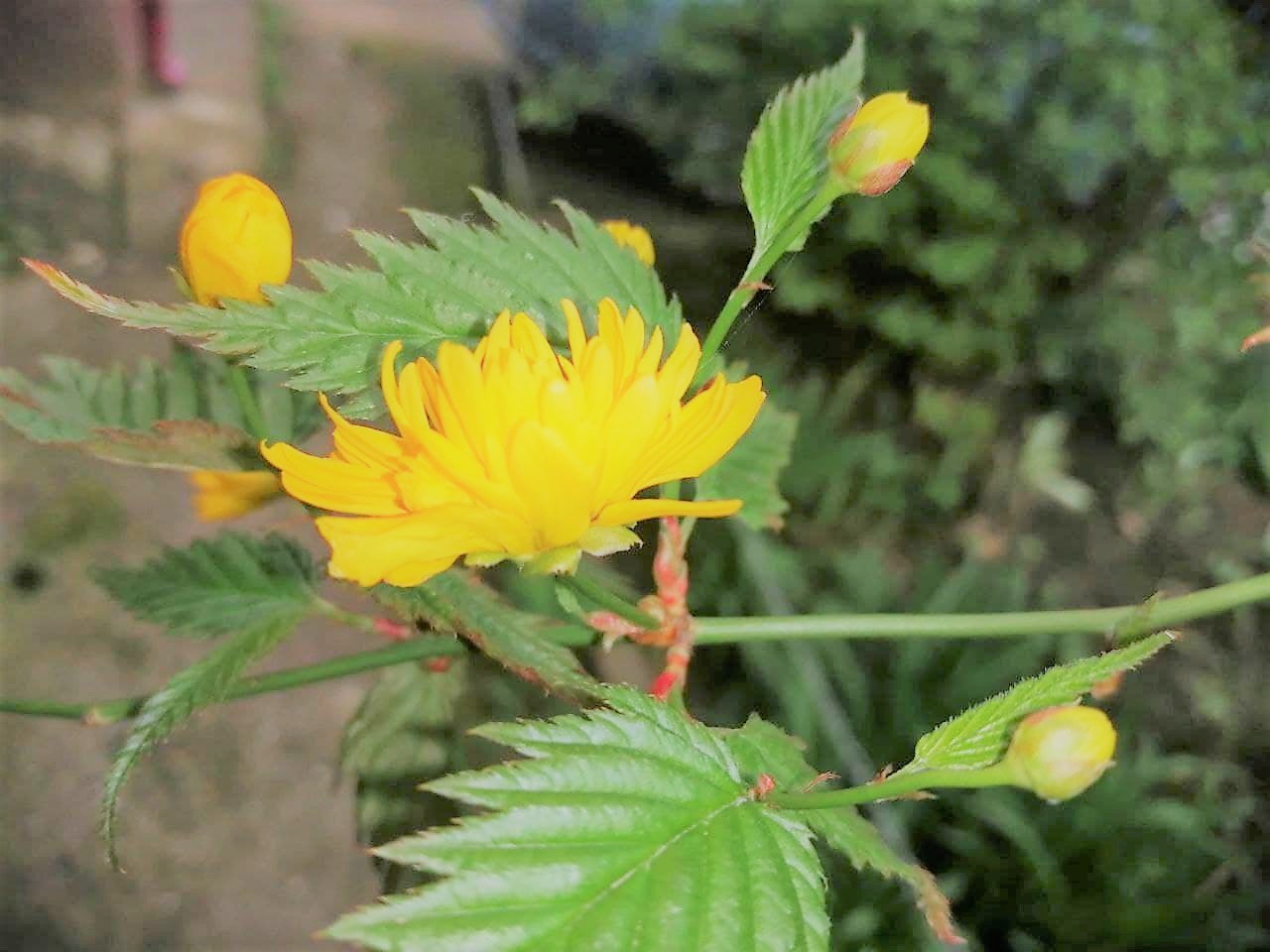 Синоптики обещают украинцам холодную и дождливую среду