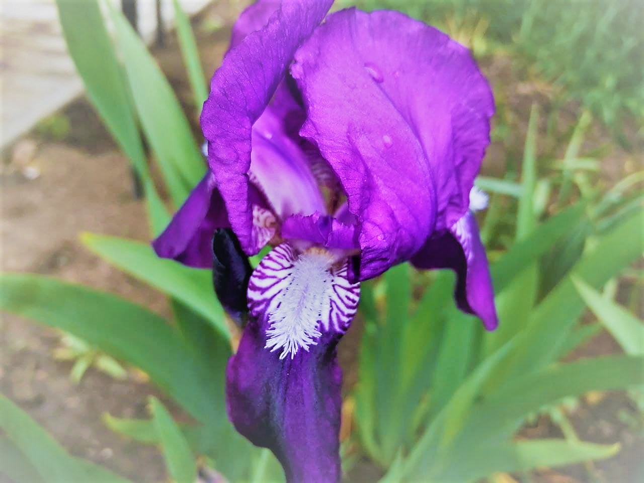 Дощі в Україні литимуть весь тиждень - синоптик