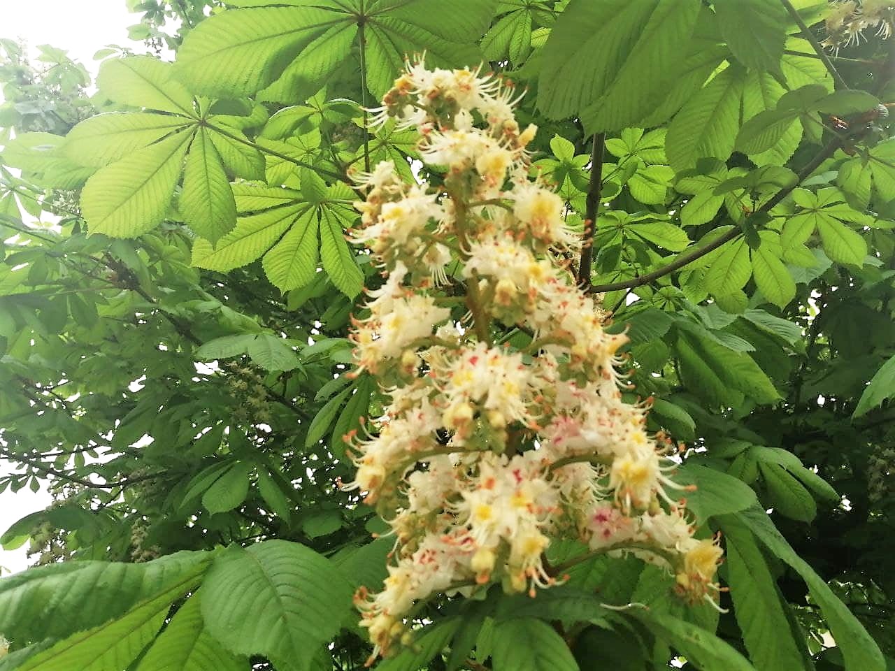 Синоптики обещают украинцам похолодание и дожди на всю неделю