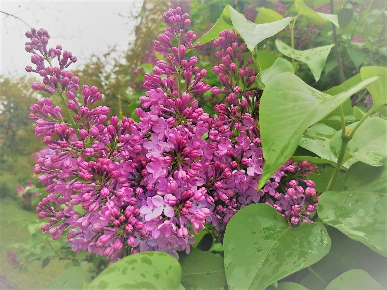 Тропические выходные: в субботу и воскресенье в Украине будет жарко и мокро