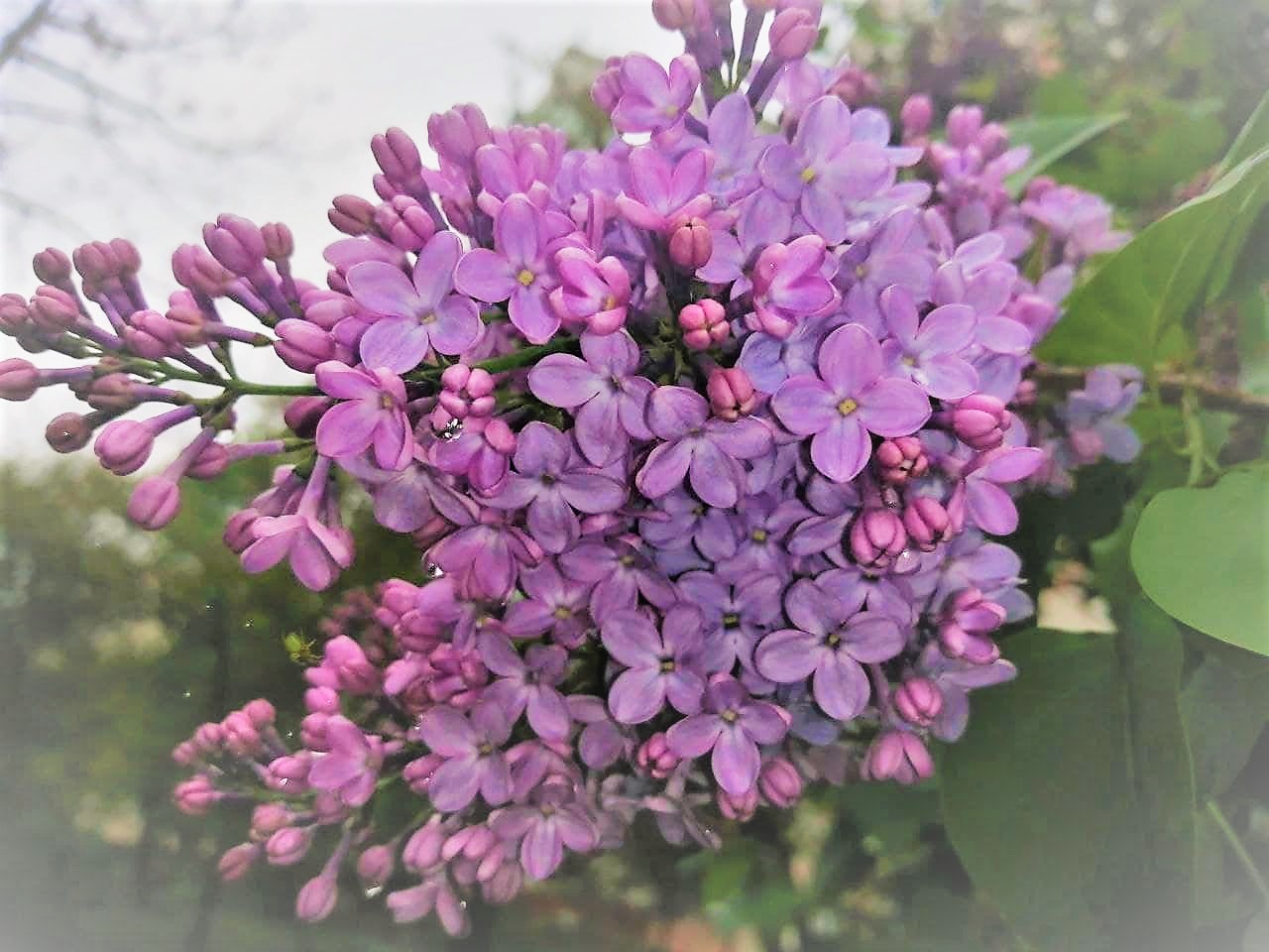 Тепло і без опадів буде в Україні вдень 27 квітня