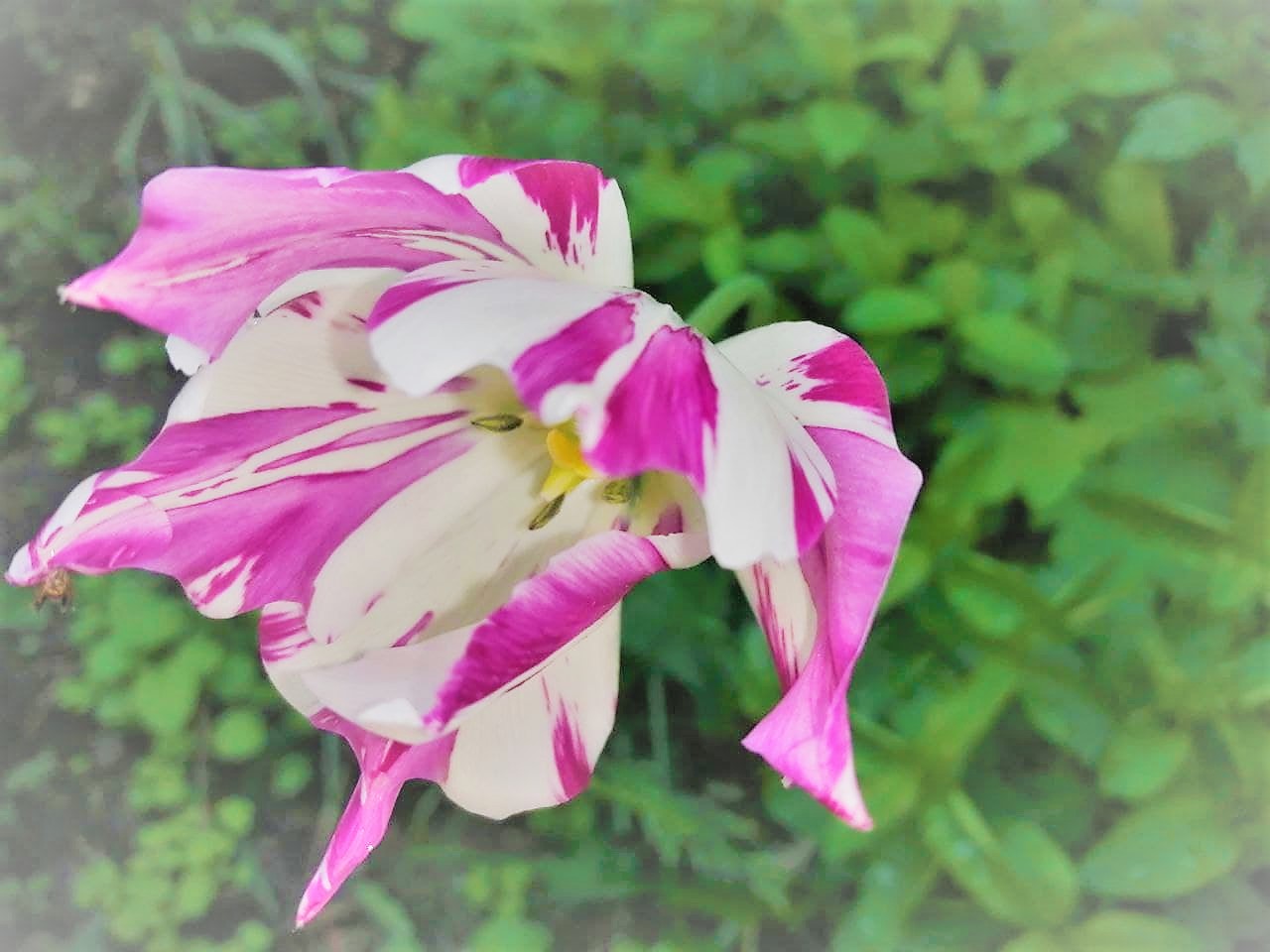 Сегодня Украину разогреет до плюс 25: прогноз погоды на 9 апреля