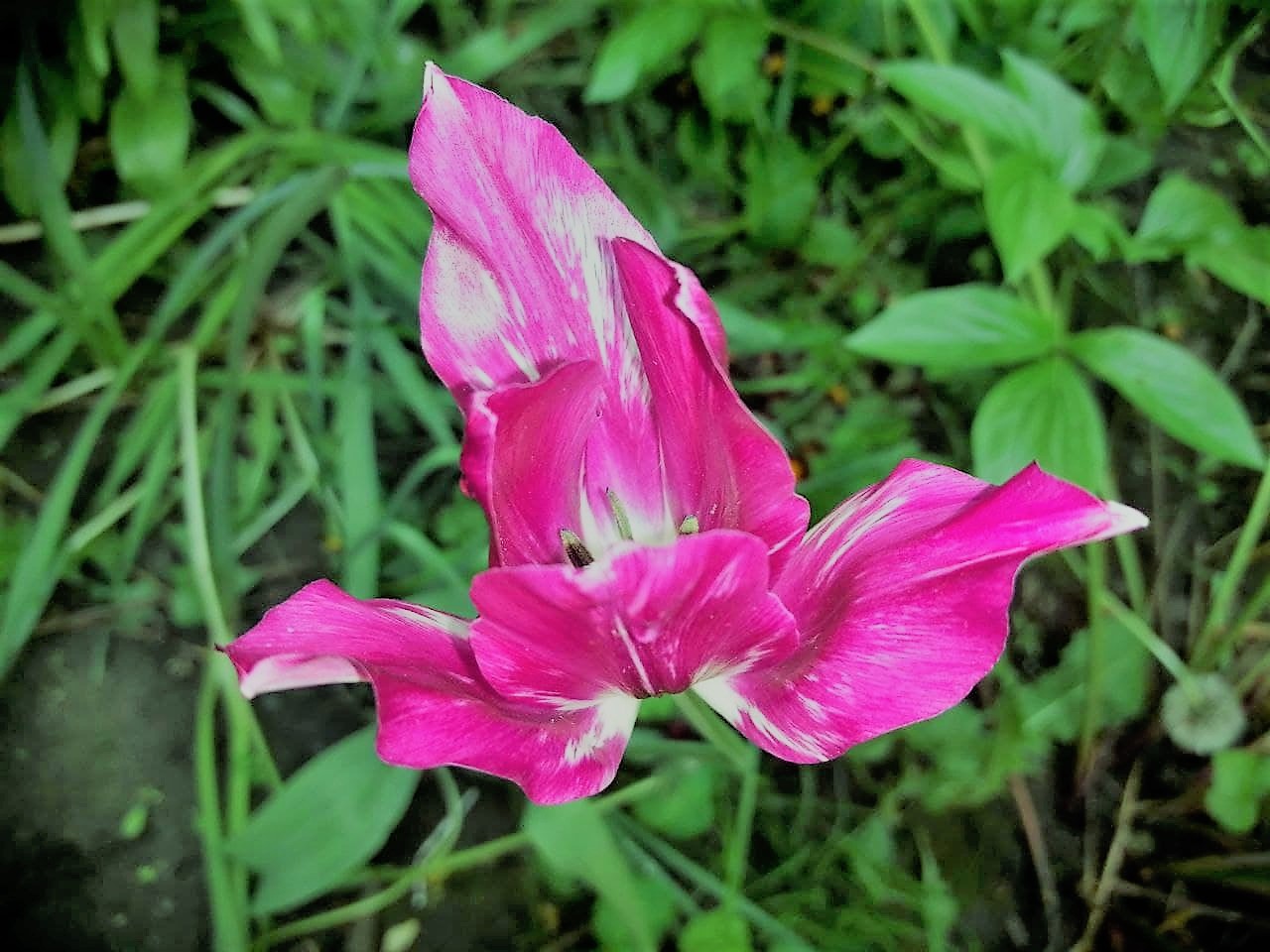 Синоптики розповіли про погоду в Україні на початку літа