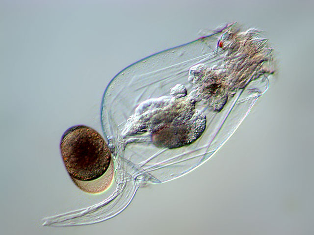После 24 тысяч лет в вечной мерзлоте: ученые оживили животное