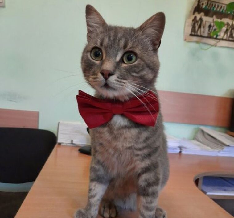 Кіт Мирон Павлович повідомлятиме чернівчанам новини від теплокомуненерго