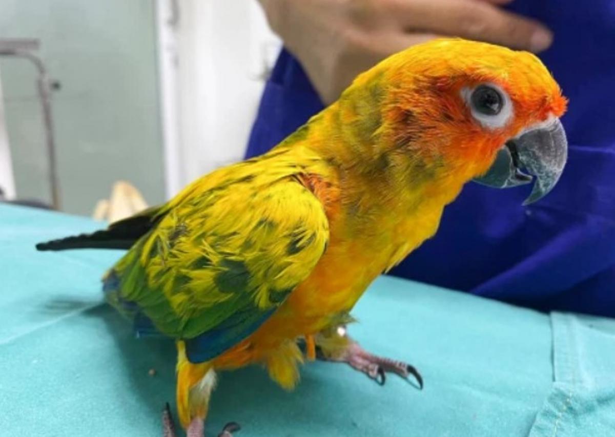 В Таиланде попугай проглотил 21 бриллиант из ожерелья своей хозяйки