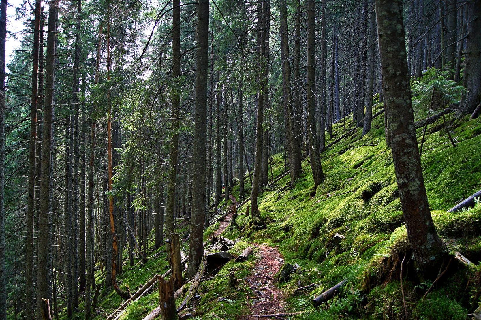 Заборонені Карпати: українцям заборонили ходити на Піп Іван та Бребенескул