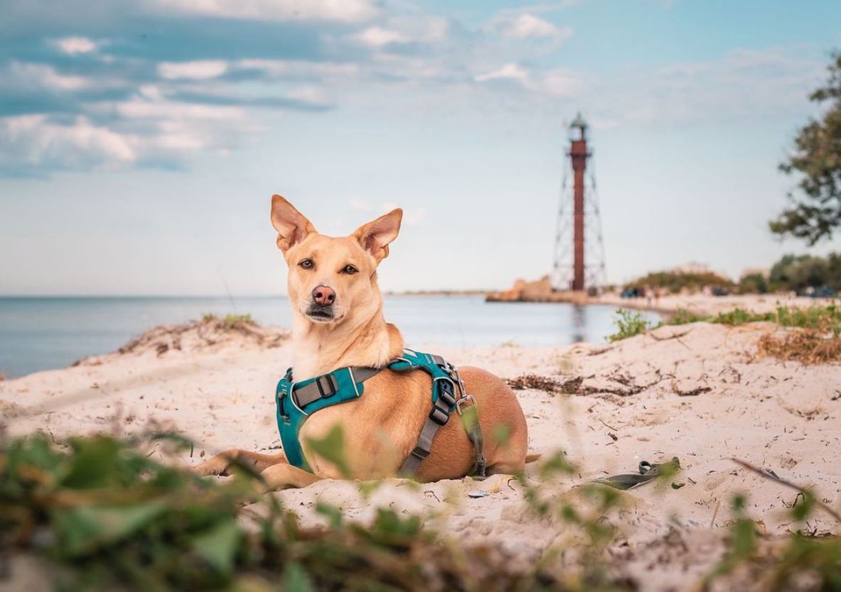 Собака з Києва встановив рекорд за кількістю країн та міст, у яких побував