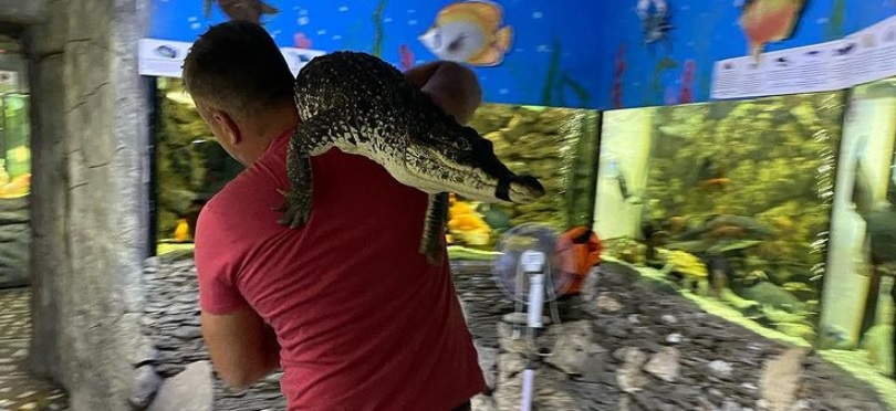 В Ялте после ливней ловили крокодилов - видео