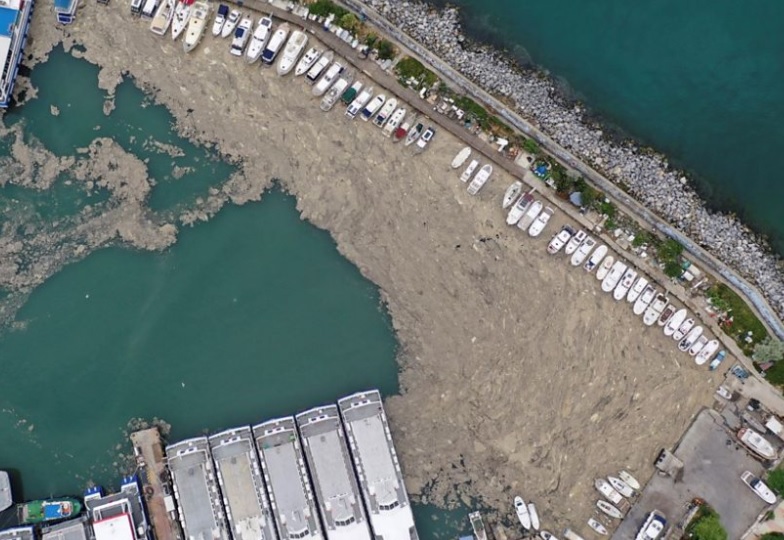 Море в Турции заполонили "морские сопли" - видео