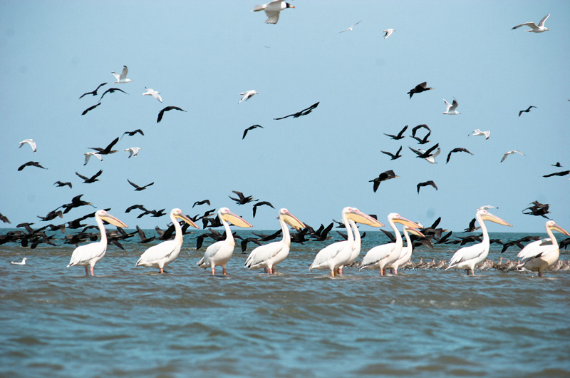  Пеликаны в Дунайском биосферном заповеднике 