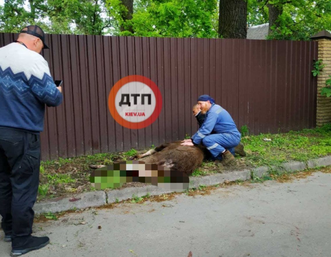 Под Ворзелем спасают самку лося, тяжело травмировавшуюся, прыгая через забор