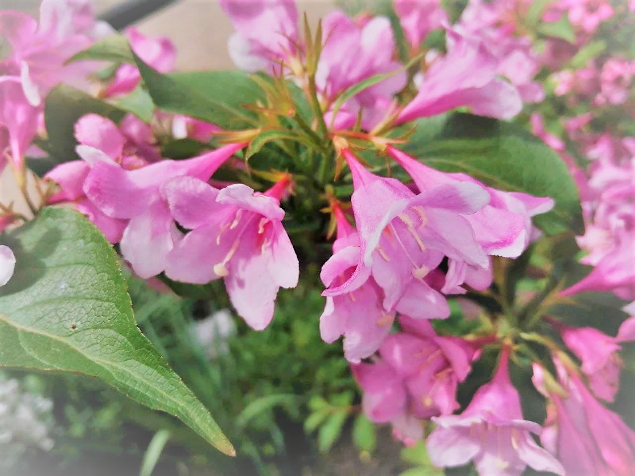 Синоптики прогнозують українцям спекотний понеділок