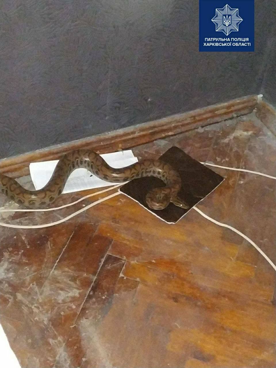 Мешканка Харкова знайшла під ліжком пітона - фото