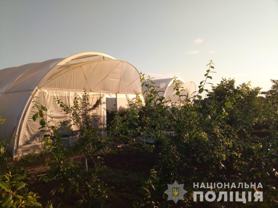 На Херсонщині вирощували елітні коноплі на мільйони гривень (фото)