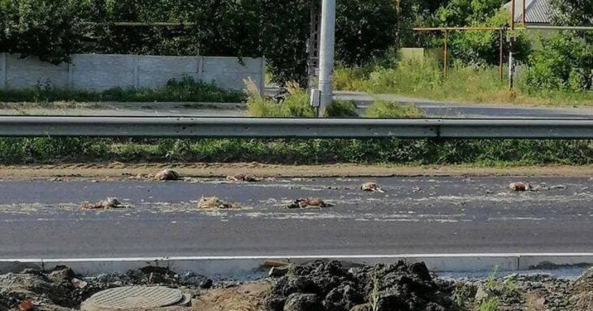 Вонь и мухи: на трассе над Днепром гниют дохлые куры