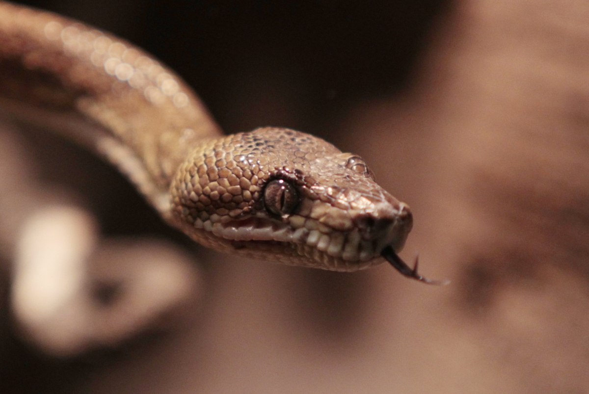 В Киеве активизировались змеи: стоит ли паниковать