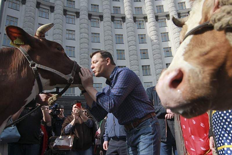Олег Ляшко з коровами біля Кабміну