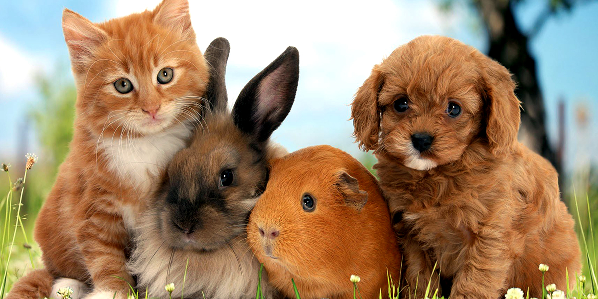 В Евросоюзе запретят содержать домашних животных в клетках