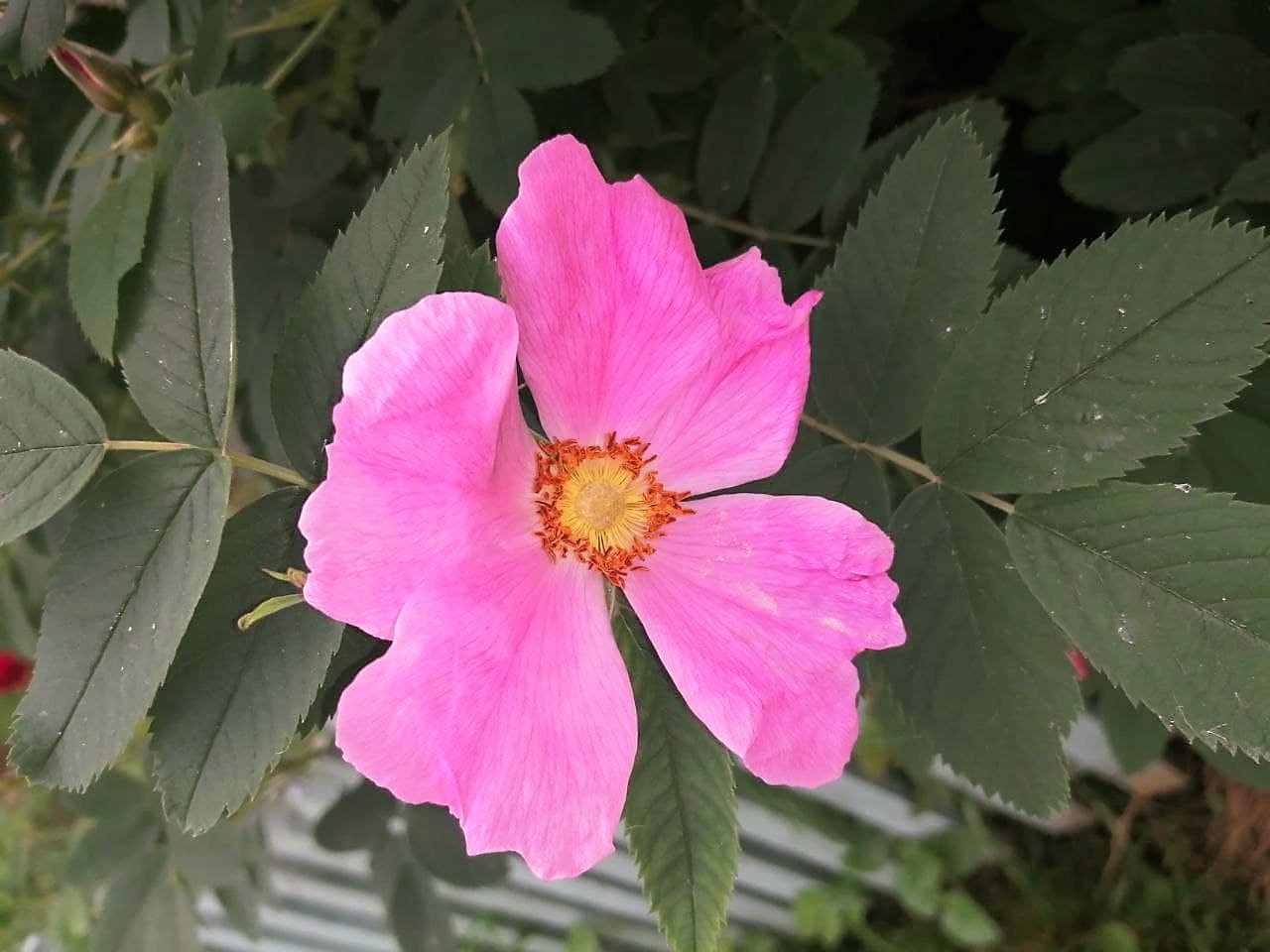 Початок робочого тижня видасться холодним і подекуди мокрим