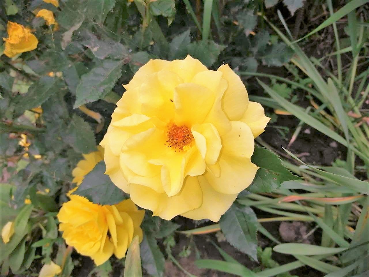 Спекотно і подекуди з грозами буде сьогодні в Україні