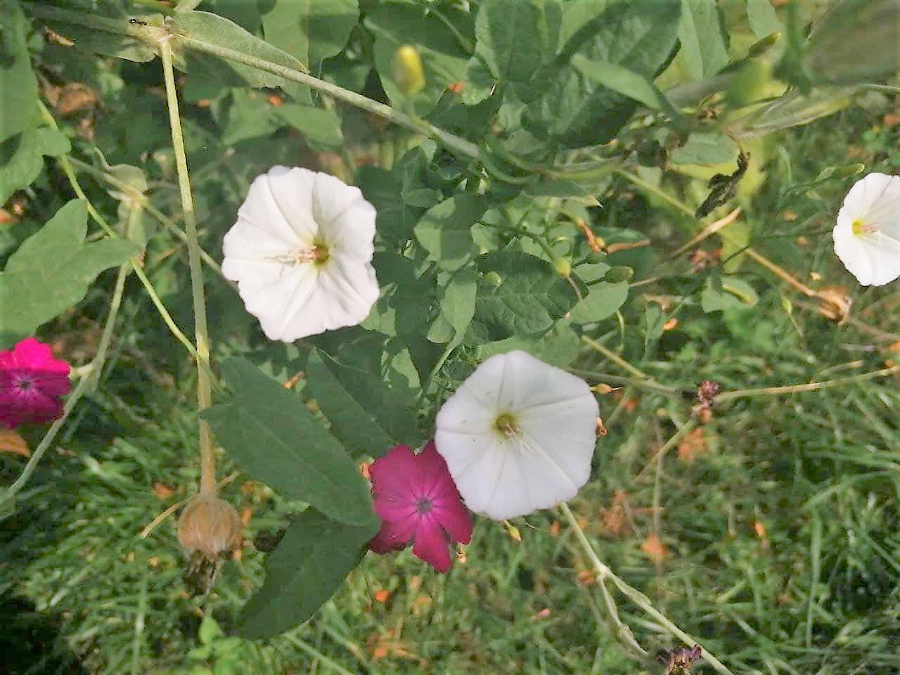 Иногда дожди, а иногда жара - прогноз синоптика на 27 июня