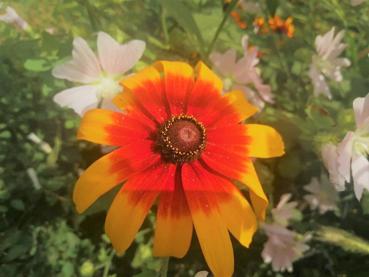 До +32: В Україну повернулася спека