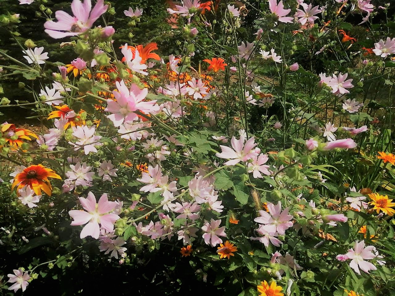 Дожди и прохладу обещают синоптики 20 июля