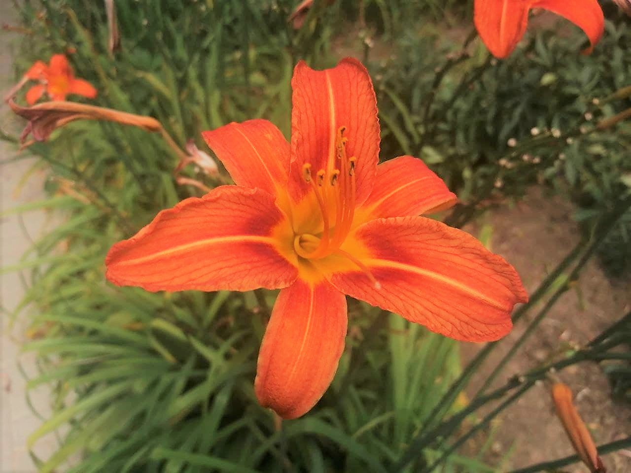 Спекотну погоду прогнозують синоптики 4 липня