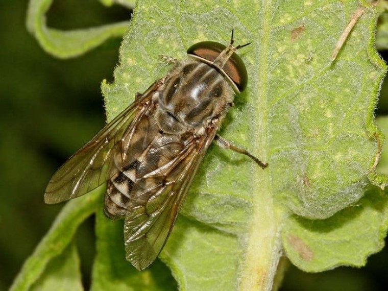 На Волыни женщину с туляремией лечили от коронавируса