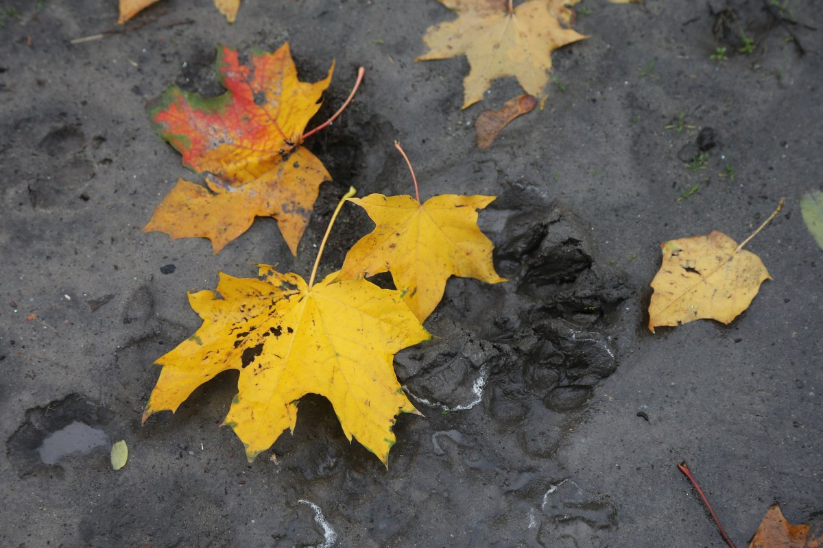 Мряка і хмари охоплять Україну 15 листопада