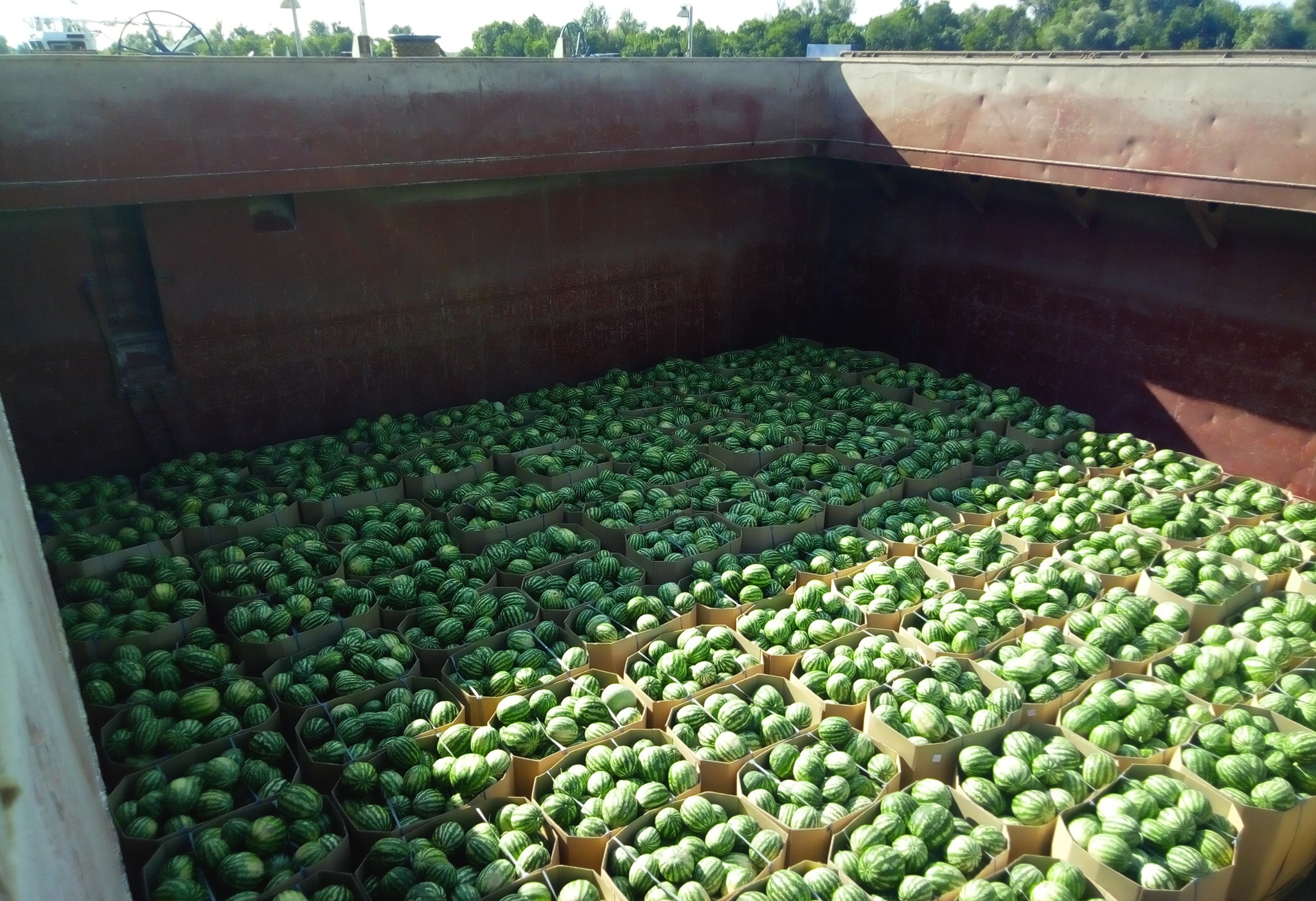 Баржа з кавунами допливе до Києва до Дня Незалежності - фото