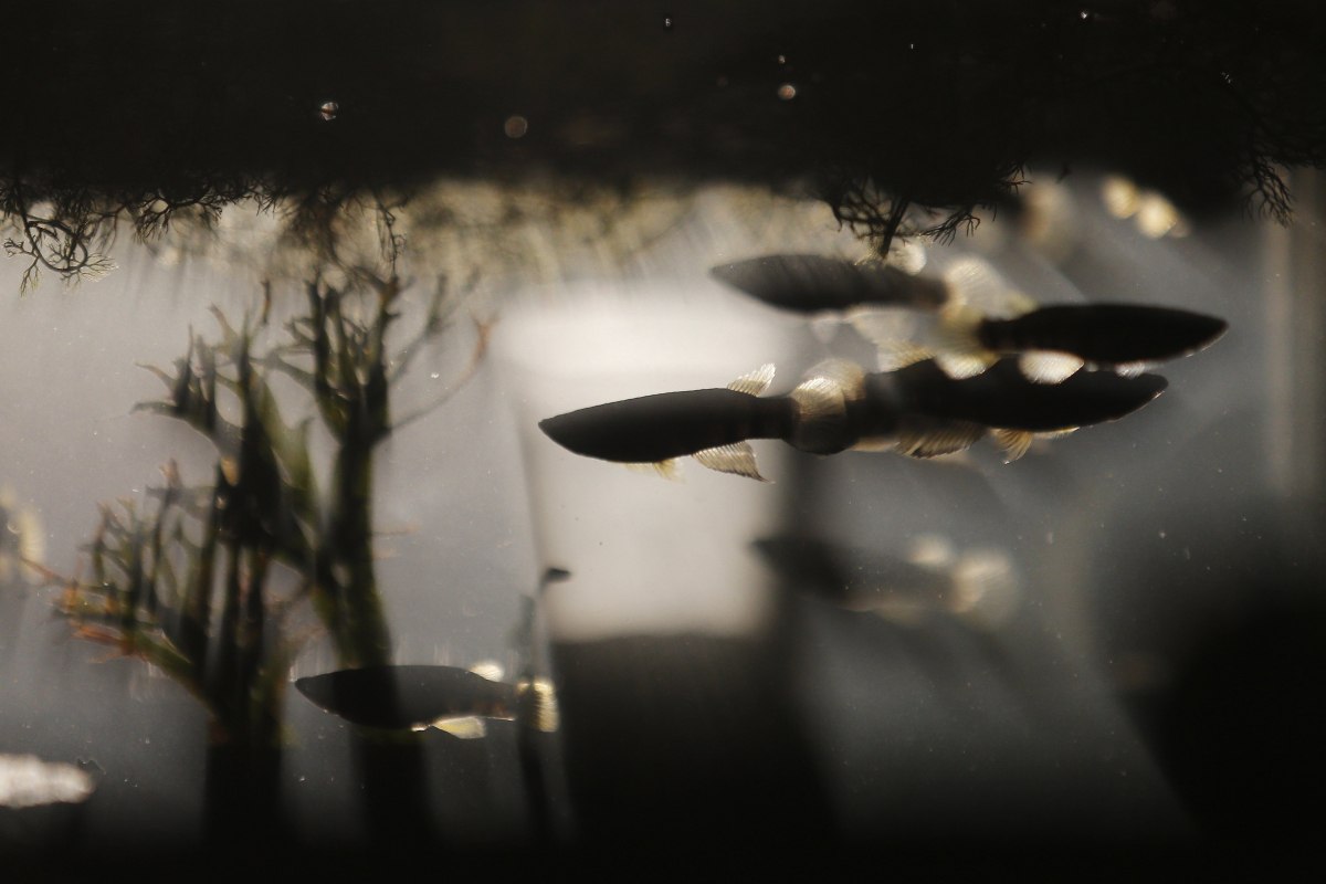 Поблизу Одеси масово гине риба та креветки: що сталось (відео)