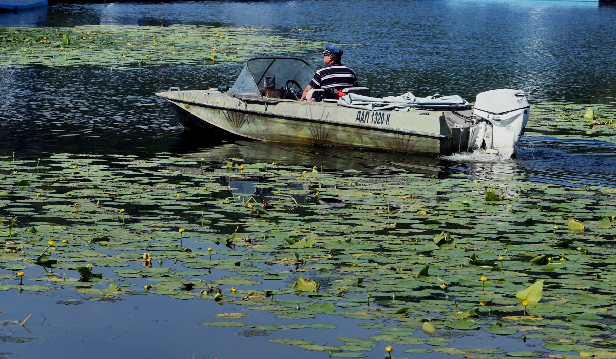 Дніпро гине: річка перетворилась на "зелену кашу" і всіяна дохлою рибою (відео)
