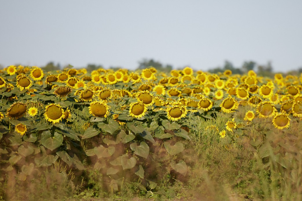 Жара вернется в Украину: синоптики о погоде в ближайшие дни
